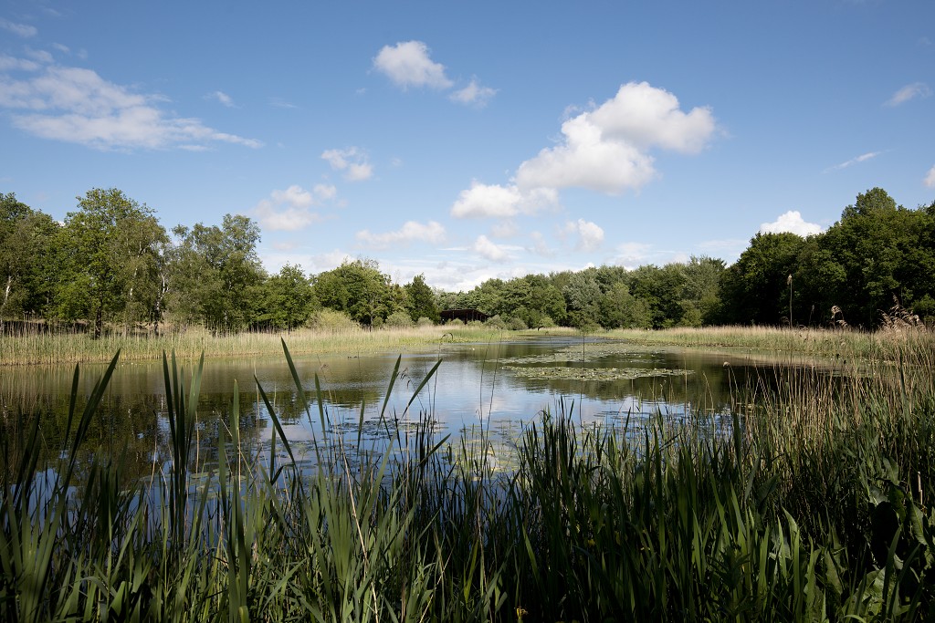 voornes duin tenellaplas Quackjeswater natuur natuurgebied natuurmonumenten hdr duinen Zuid Hollands landschap polder bossen natuurreservaat Natura 2000